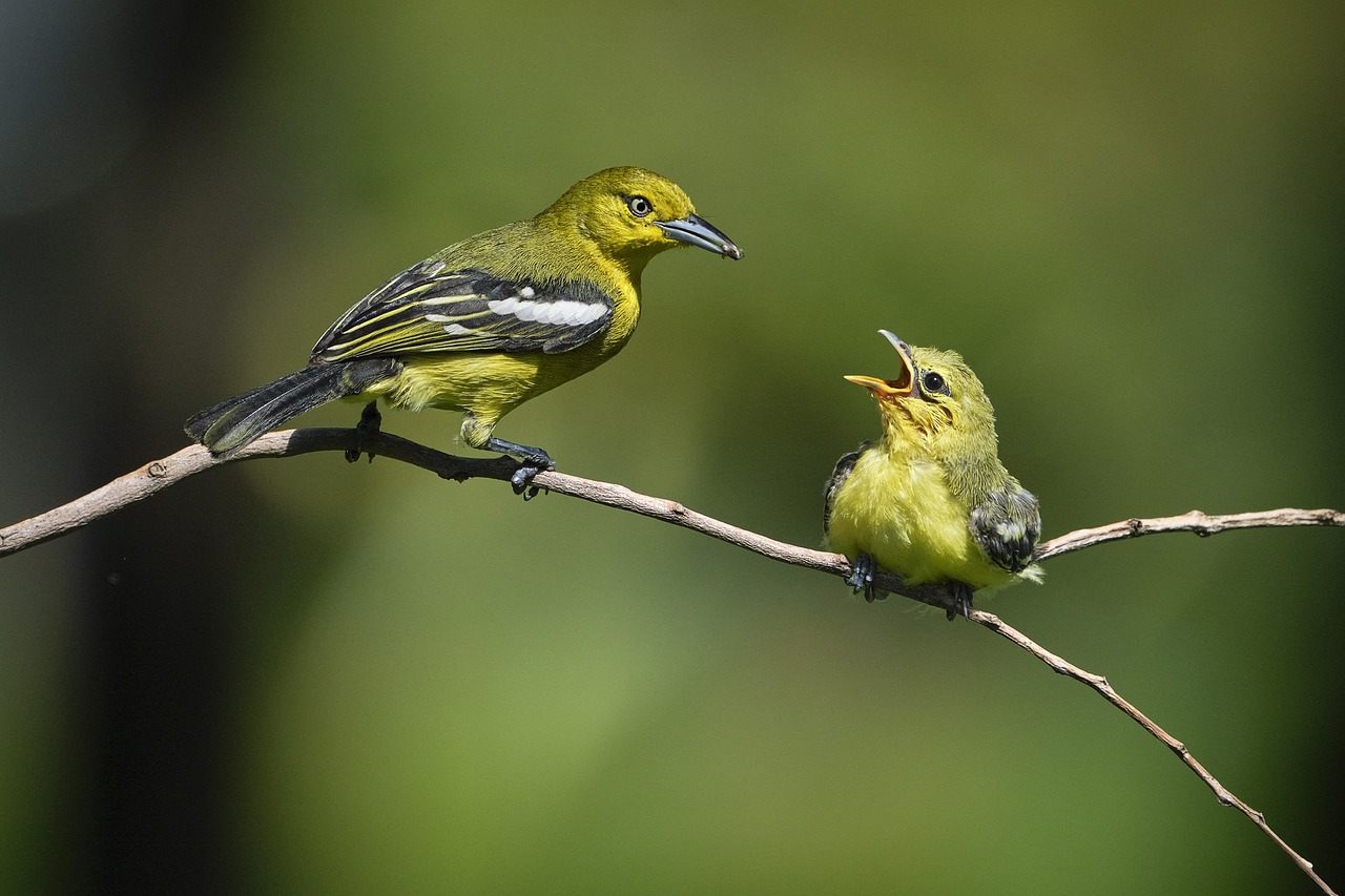 Bild von Tiểu Bảo Trương auf Pixabay 90436 VHS Sommeratelier im Grünen: Vogelcollagen aus Papier und Pappe.  Die Vogelwelt der Süderelbe